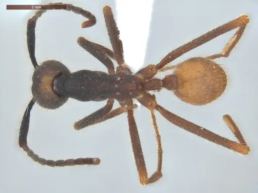 Eciton burchellii - ECOFOG-CSG15-0301-01