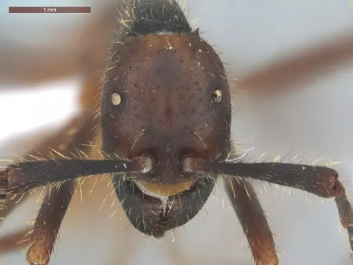 Eciton burchellii - ECOFOG-CSG15-0301-01