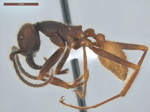 Eciton burchellii - ECOFOG-CSG15-0301-01