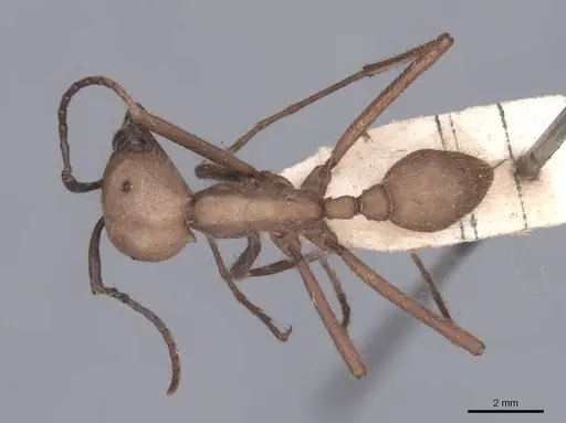 Eciton burchellii - FMNHINS0000045226