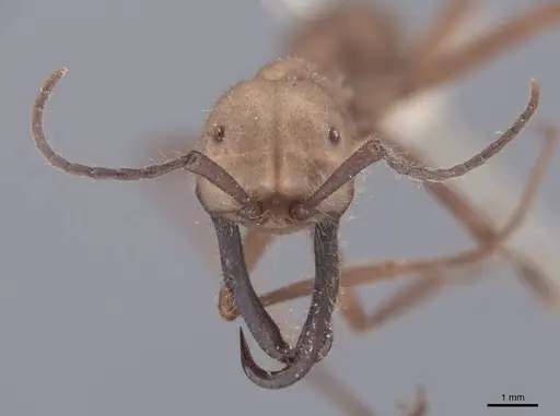 Eciton burchellii - FMNHINS0000045226