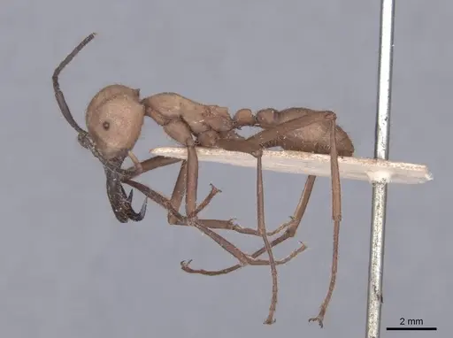 Eciton burchellii - FMNHINS0000045226