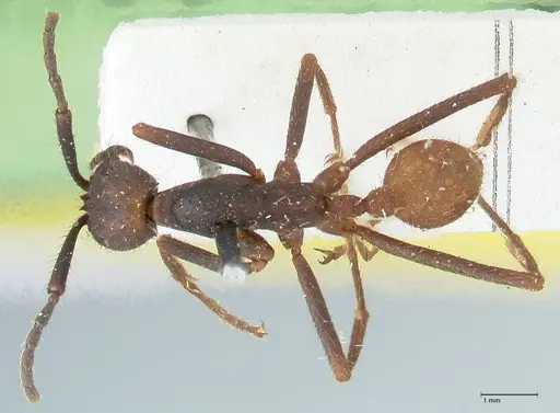 Eciton burchellii - FOCOL1129