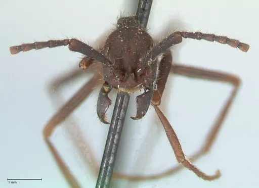 Eciton burchellii - FOCOL1129