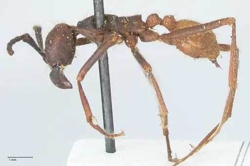 Eciton burchellii - FOCOL1129