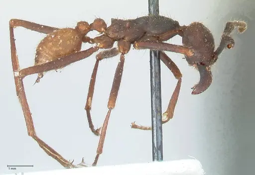 Eciton burchellii - FOCOL1129