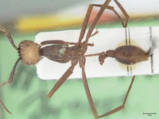 Eciton burchellii - FOCOL1130