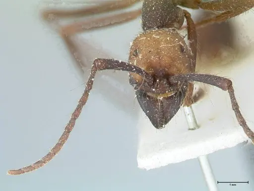 Eciton burchellii - FOCOL1130