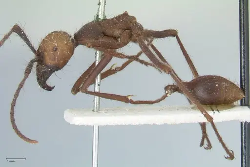 Eciton burchellii - FOCOL1130