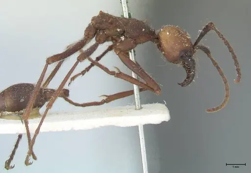 Eciton burchellii - FOCOL1130