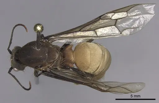 Eciton burchellii - INB0003692975