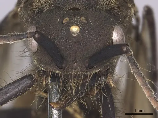 Eciton burchellii - INB0003692975