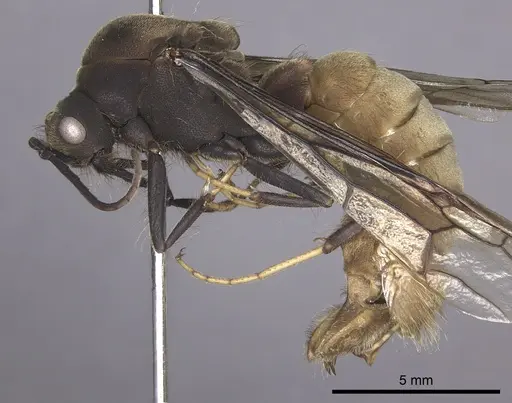 Eciton burchellii - INB0003692975