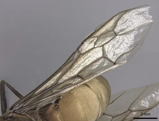 Eciton burchellii - INB0003692975