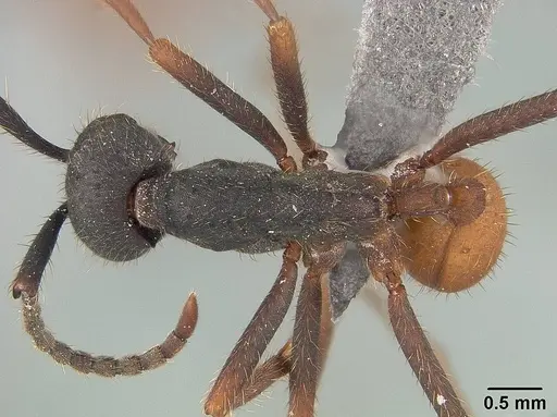 Eciton burchellii - USNMENT01124218