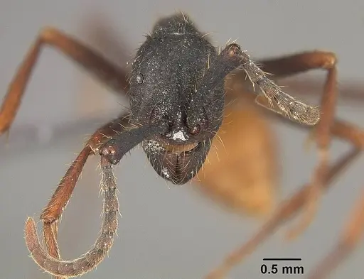 Eciton burchellii - USNMENT01124218