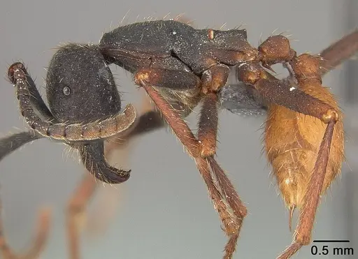 Eciton burchellii - USNMENT01124218