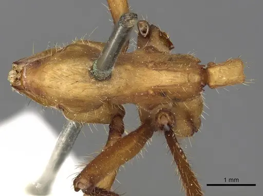 Eciton drepanophorum specimen