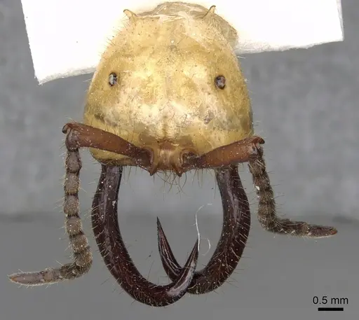 Eciton drepanophorum specimen