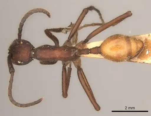 Eciton dulcium specimen