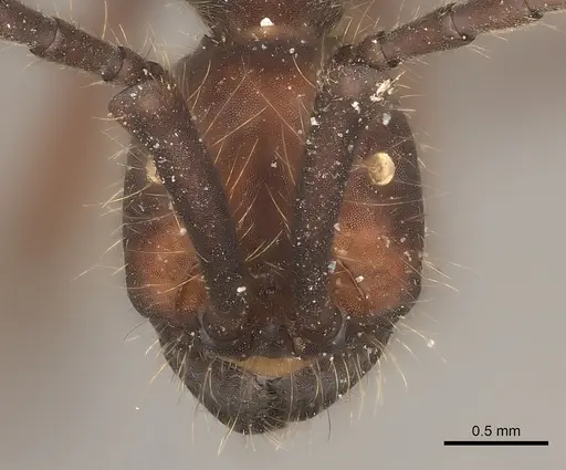 Eciton dulcium specimen