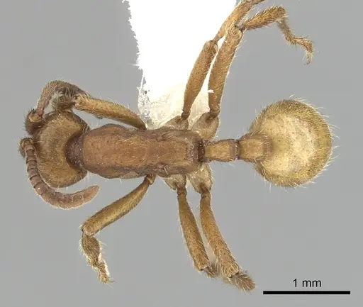 Eciton dulcium - CASENT0249454