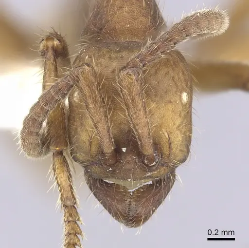 Eciton dulcium - CASENT0249454