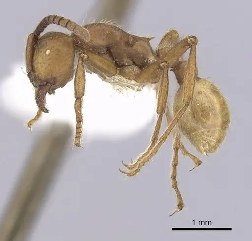 Eciton dulcium - CASENT0249454