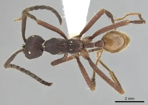 Eciton dulcium - CASENT0249455