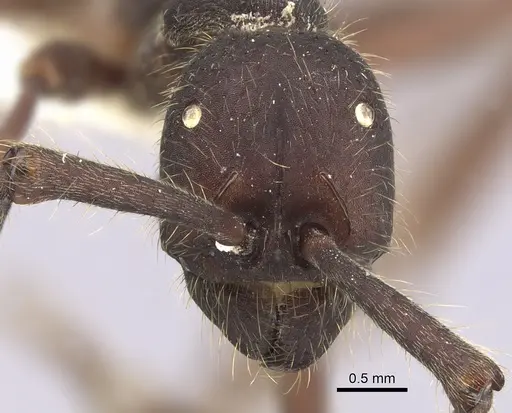 Eciton dulcium - CASENT0249455