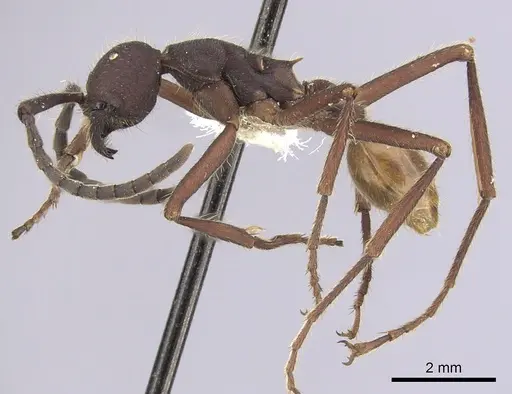 Eciton dulcium - CASENT0249455