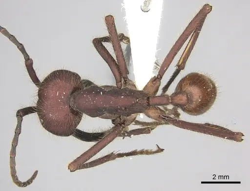 Eciton dulcium - CASENT0619174