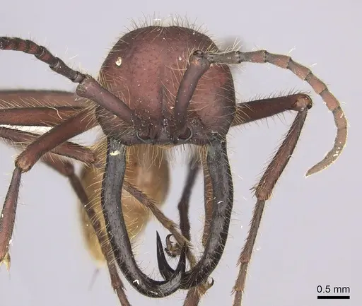 Eciton dulcium - CASENT0619174