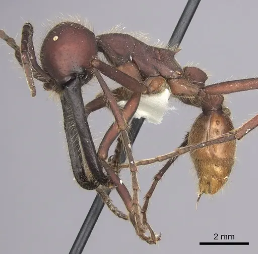 Eciton dulcium - CASENT0619174