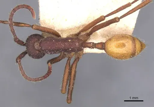 Eciton dulcium - CASENT0905939