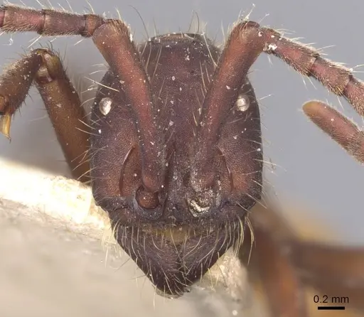 Eciton dulcium - CASENT0905939