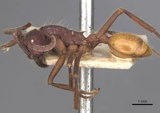 Eciton dulcium - CASENT0905939