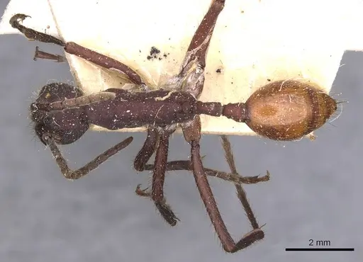 Eciton dulcium - CASENT0905940