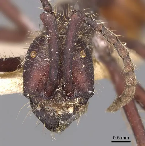 Eciton dulcium - CASENT0905940