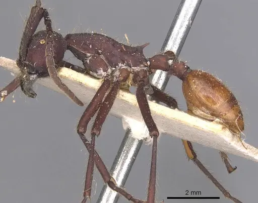 Eciton dulcium - CASENT0905940