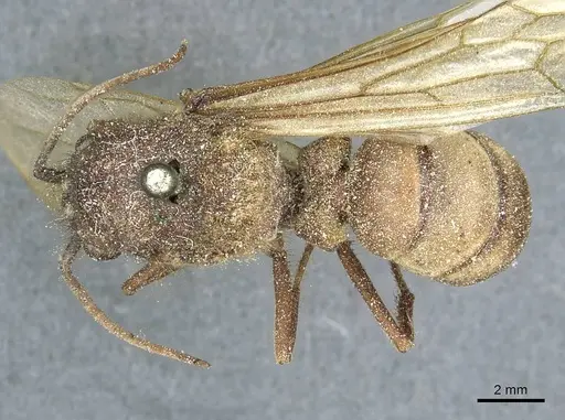 Eciton dulcium - CASENT0911378