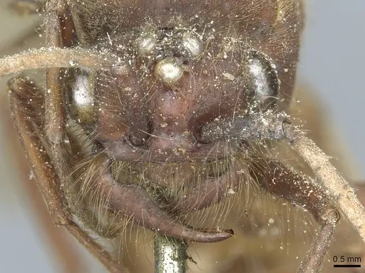 Eciton dulcium - CASENT0911378