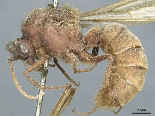 Eciton dulcium - CASENT0911378