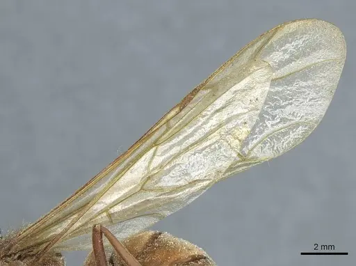 Eciton dulcium - CASENT0911378