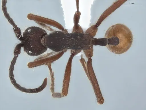 Eciton dulcium - ECOFOG-BAF19-0022-02