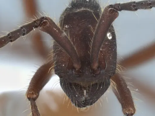 Eciton dulcium - ECOFOG-BAF19-0022-02