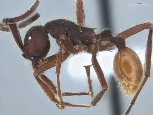 Eciton dulcium - ECOFOG-BAF19-0022-02