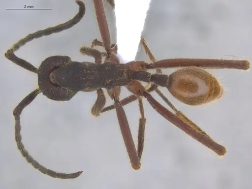 Eciton dulcium - ECOFOG-KOT23-0266-10