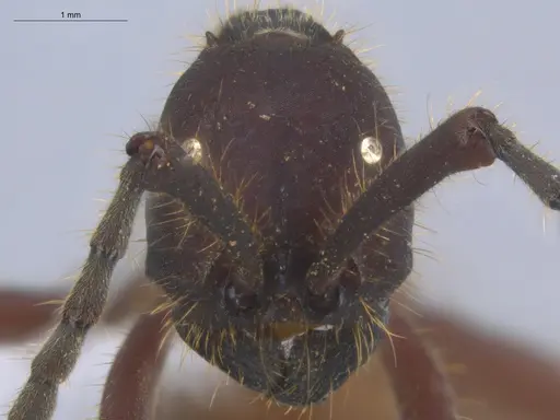 Eciton dulcium - ECOFOG-KOT23-0266-10