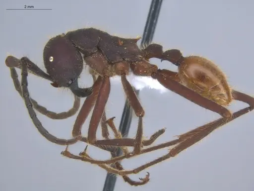 Eciton dulcium - ECOFOG-KOT23-0266-10